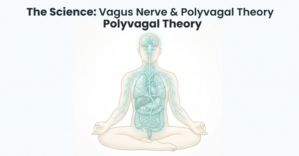 Vagus nerve pathway illustration